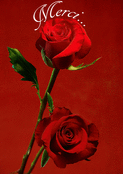 Roses rouges pour exprimer ma gratitude